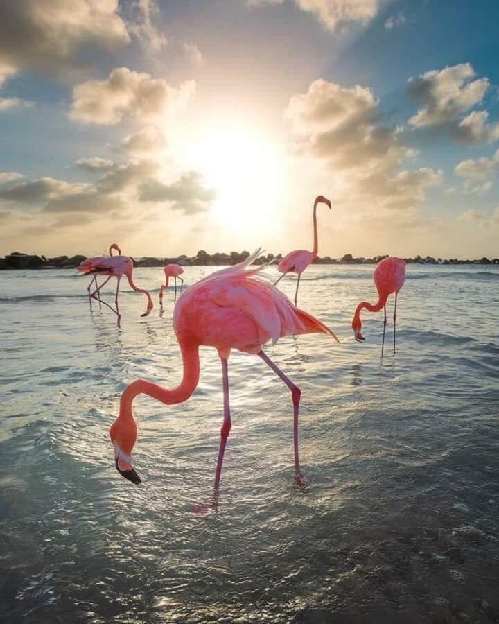 Arenales Beach آريناليس ديل سول المظهر الخارجي الصورة